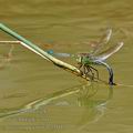 Anax_imperator_bg5013