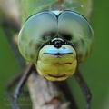 Anax_imperator_bj7152