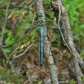 Anax_imperator_bj7173