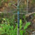 Anax_imperator_bj7177