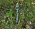 Anax_imperator_bj7190