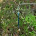 Anax_imperator_bj7197