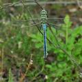 Anax_imperator_bj7208