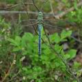 Anax_imperator_bj7219