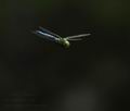 Anax_imperator_bu3661