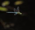 Anax_imperator_bu3693