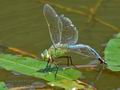Anax_imperator_ee6042
