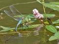 Anax_imperator_ee6060