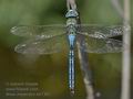 Anax_imperator_kb7367