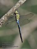 Anax_imperator_pf4426