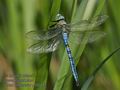 Anax_imperator_pf5689