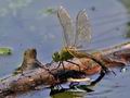 Anax_imperator_pi5502