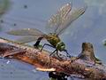 Anax_imperator_pi5515