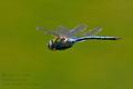 Anax_imperator_pi5524s