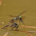 Anax_parthenope_bg5107