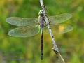 Anax_parthenope_ff7831