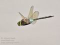 Anax_parthenope_k3977