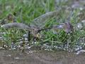 Anax_parthenope_ka5921