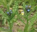 Anchusa_arvensis_aa8809