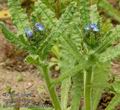 Anchusa_arvensis_aa8817