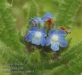 Anchusa_arvensis_aa8818