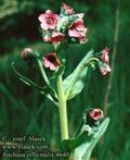 Anchusa_officinalis_4640