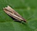 Ancylis_apicella_cs9213s