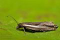 Ancylis_apicella_cx0762s