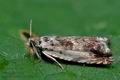 Ancylis_laetana_ci5560s