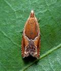 Ancylis_obtusana_ct0742s