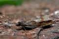 Ancylis_uncella_j3667s