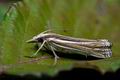 Ancylolomia_tentaculella_cy4845s