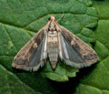 Ancylosis_roscidella_jm3798s