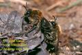 Andrena_vaga_508