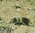 Andrena_vaga_9024