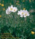 Anemone_narcissiflora_4145