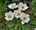 Anemone_narcissiflora_bk4770