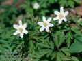 Anemone_nemorosa_10587