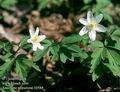 Anemone_nemorosa_10588