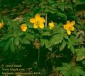 Anemone_ranunculoides_4458