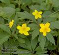 Anemone_ranunculoides_aa6622