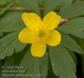 Anemone_ranunculoides_aa6623