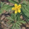 Anemone_ranunculoides_ag9146