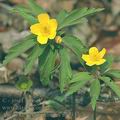 Anemone_ranunculoides_ag9333