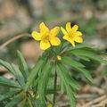 Anemone_ranunculoides_ag9342