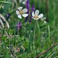 Anemone_sylvestris_bj5822