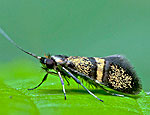 nemophora_associatella_dx8926s.jpg