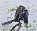 Anhinga_melanogaster_fe1490