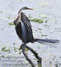 Anhinga_melanogaster_fe1508