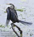 Anhinga_melanogaster_fe1515